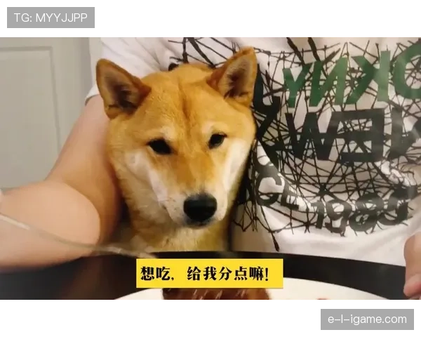 阿尔瓦雷斯家的狗都吃有机牛排？